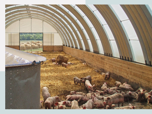 Строительство свинарников в Лобне